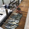 Redland fish ECA 2015 catch 1